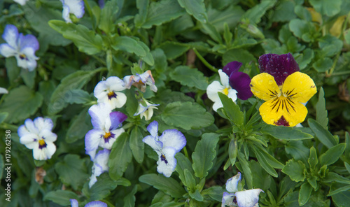 Colorful winter flowers make you feel relaxed.