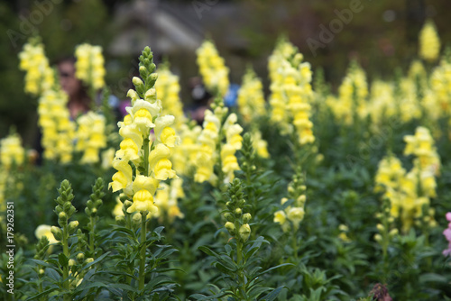 yellow flower in the garden © vphinit