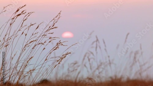 Orange sunset with grass macro Summit Steens Mountain Near malheur Wildlife Refuge 6 photo