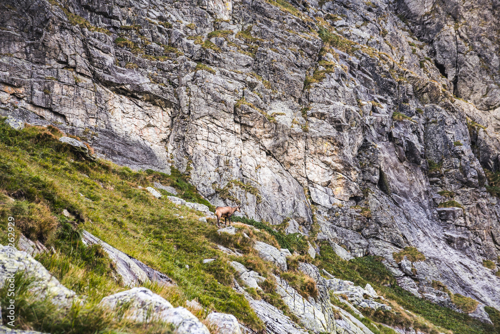 Chamois Below the Mountain in the Distance Chamois Below the Mountain in the Distance