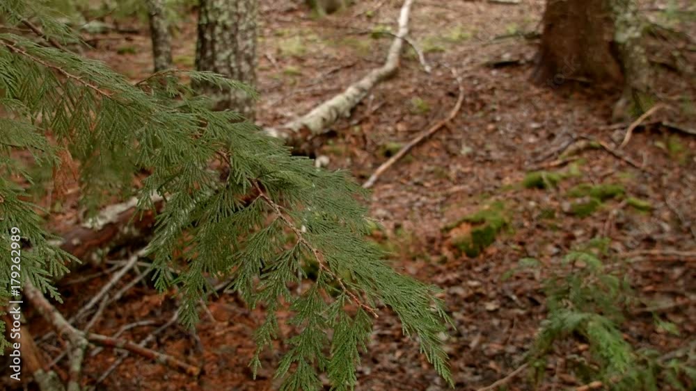 Oregon cedar branch pan Wet Rainy Cascade Mountain Oregon Forest in Spring Oregon cedar branch pan Wet Rainy Cascade Mountain Oregon Forest in Spring