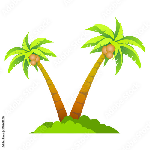 Two coconut tree