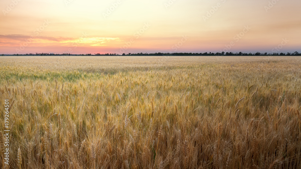 sunset on the wheat field / sunset yellow field of ripe wheat