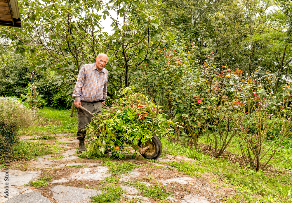 Senior man carrying old plants and grass with wheelbarrow in the garden. Autumn cleaning. Senior man carrying old plants and grass with wheelbarrow in the garden. Autumn cleaning.