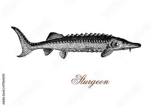 vintage engraving of sturgeon, fish inhabitant of subtropical, temperate and sub-Arctic rivers, lakes and coastlines . It is well known for the roe processed as caviar, luxury food.