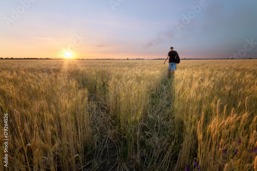 man in wheat field sunset   quiet sunset agriculture