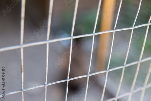 abstract background texture grating aviary protection dangerous predators quarantine