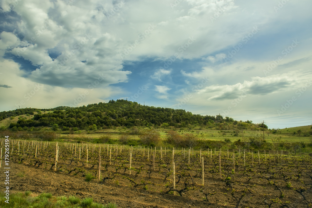 A view of the grapes among the green hills.
