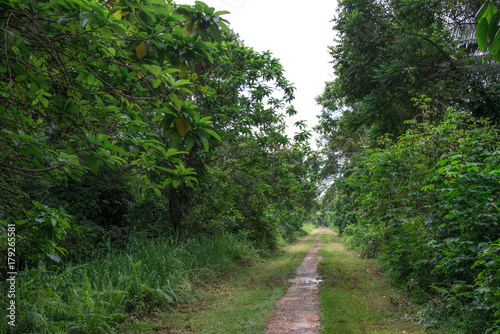 Path in the forest. A dirt road in the middle of trees and grass. Path in the forest