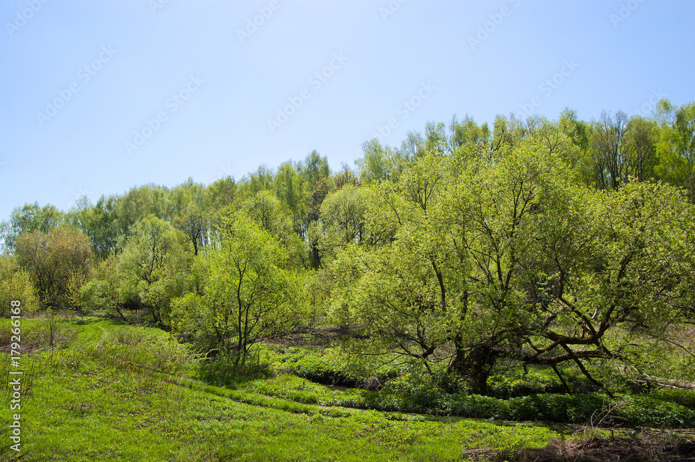 Green lawn in the forest