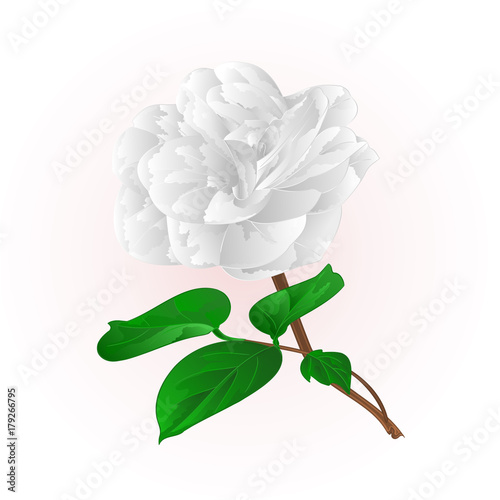 Camellia Japonica white flowers with buds vintage  vector illustration editable hand draw