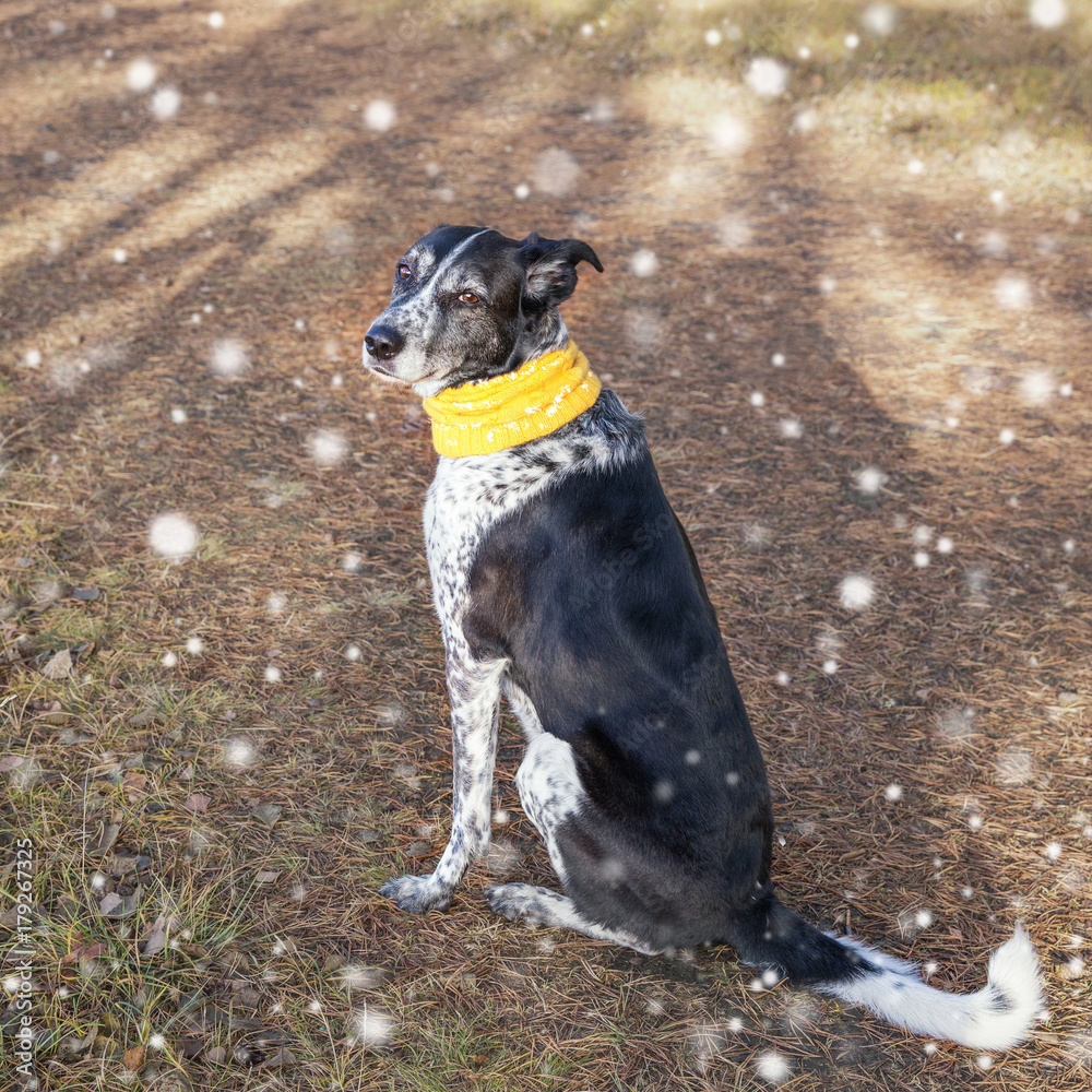 First snow and dog wearing yellow scarf walking outdoor First snow and dog wearing yellow scarf walking outdoor