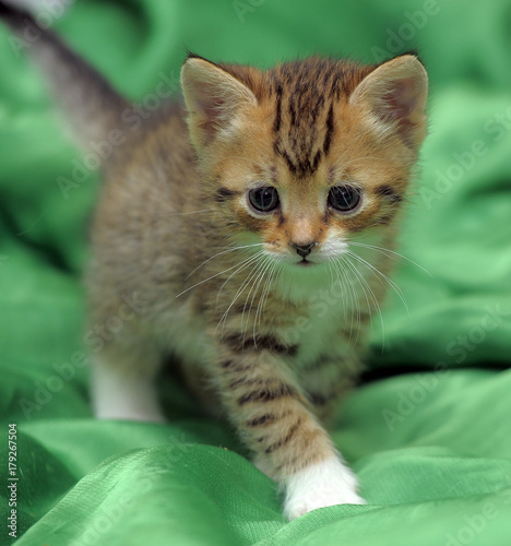 striped kitten on a green blanket photo