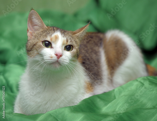 three-color European shorthair cat on a green veil photo