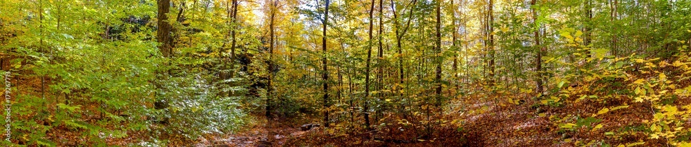 Panoramic view of a forest in early fall