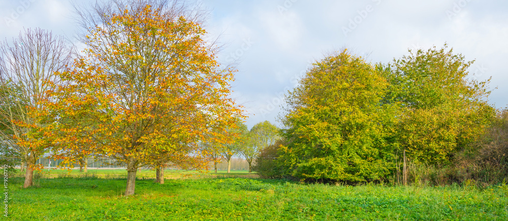 Trees in autumn colors in a field in sunlight at fall