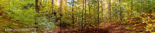Panoramic view of a forest in early fall