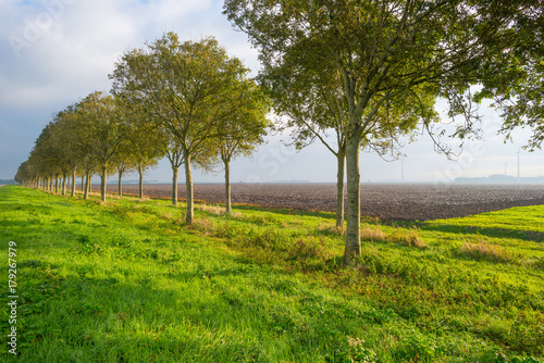 Row of trees along a field in sunlight at fall