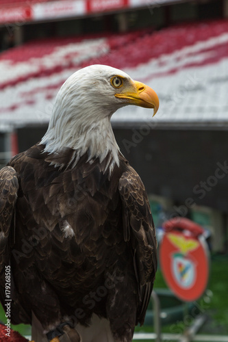 Portrait of an American Bald Eagle inside Soccer Stadium