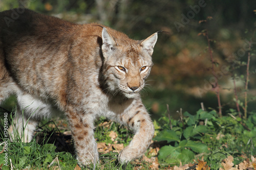 A lynx in the protected fauna of Civitella Alfedena