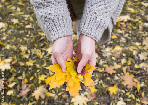 Autumn Maple Leaves in wooman hands background