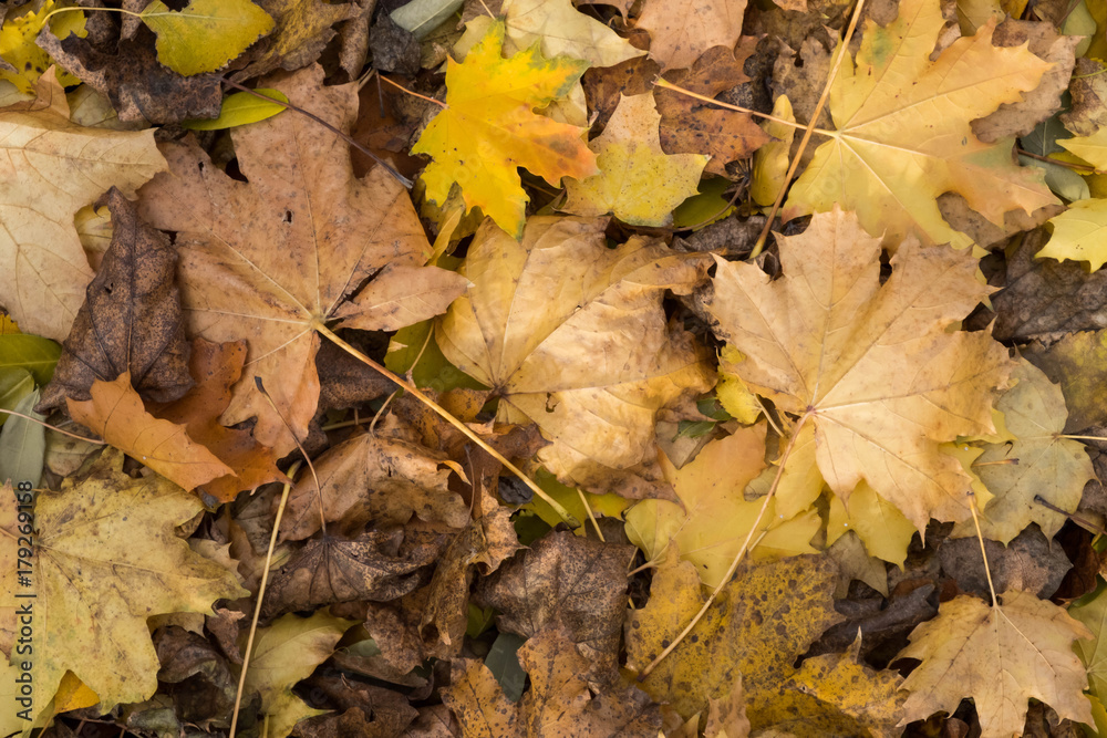 Photo closeup of autumn colorful yellow golden thick blanket of fallen dry maple leaves on ground deciduous abscission period over forest leaf litter background, Photo closeup of autumn colorful yellow golden thick blanket of fallen dry maple leaves on ground deciduous abscission period over forest leaf litter background,