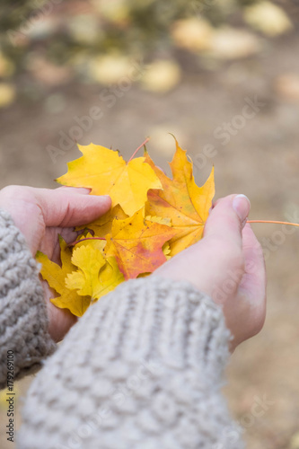 Autumn Maple Leaves in wooman hands background