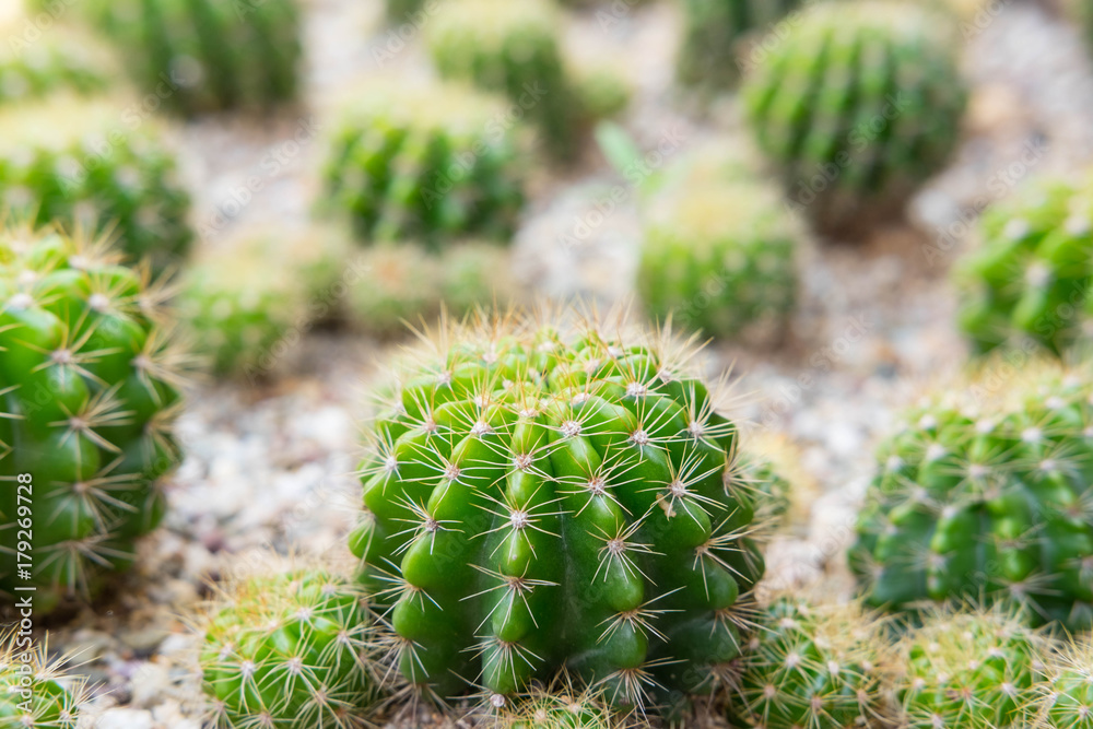 Small cactus growing on sand in the garden Small cactus growing on sand in the garden