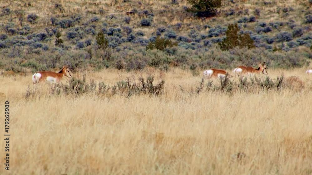 Pronghorn antelope herd winter migration 1 Painted Hills Oregon 39