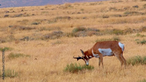 Pronghorn buck eating Hart Mountain National Antelope Refuge Oregon 150