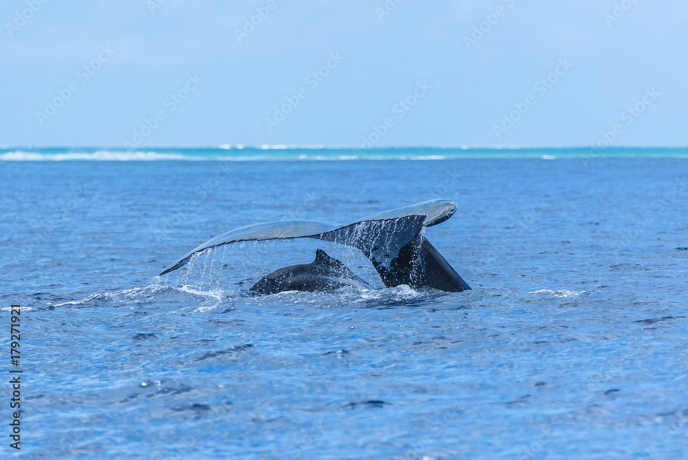 Fototapeta premium Humpback whale and calf in the Pacific Ocean, back of the calf and tail of the mother diving