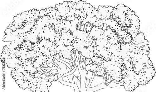black isolated lush tree outline with thick trunk