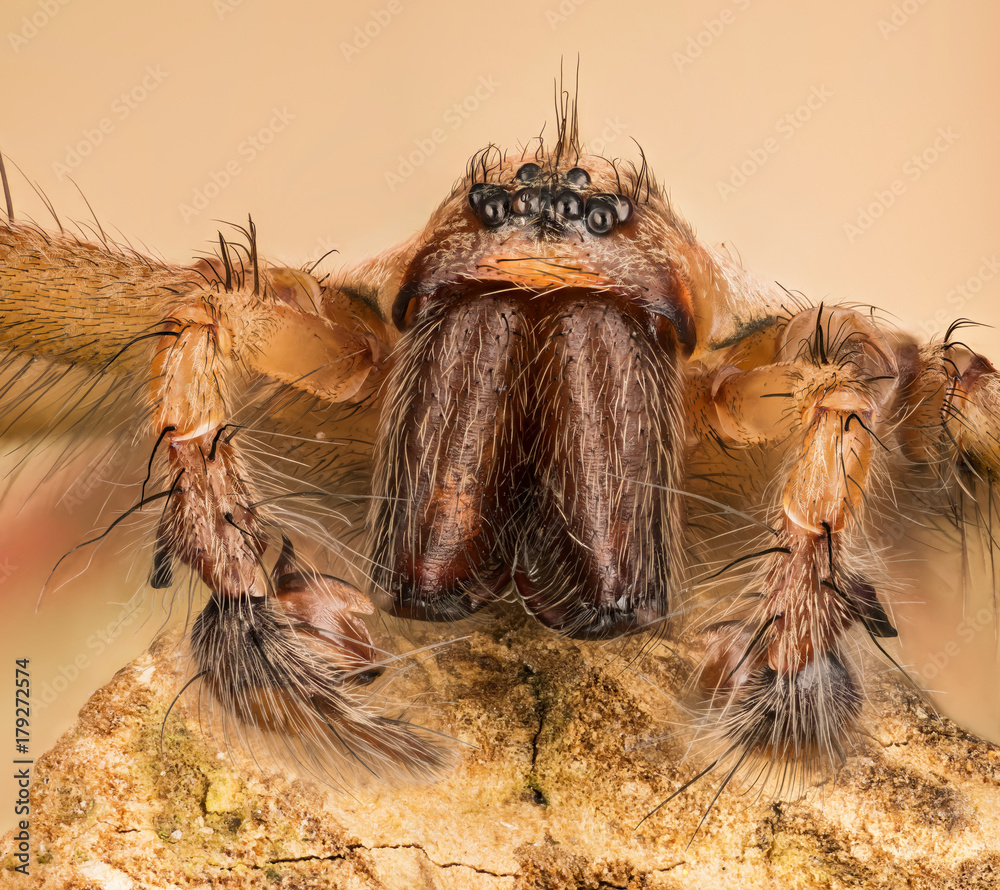 Focus Stacking - Giant House Spider, House Spider, Eratigena atrica