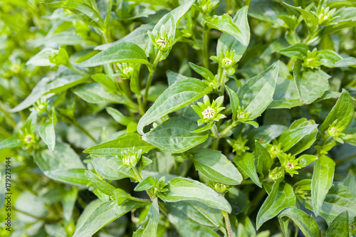 Rubeckia plants. photo