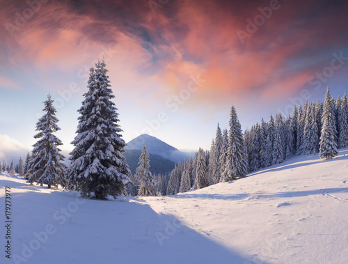 Fantastic winter sunrise in Carpathian mountains with snow covered trees. © Andrew Mayovskyy