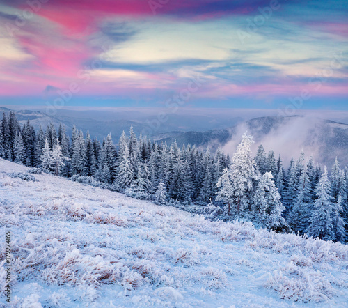 Unbelievable winter sunrise in Carpathian mountains with snow covered fir trees and grass.