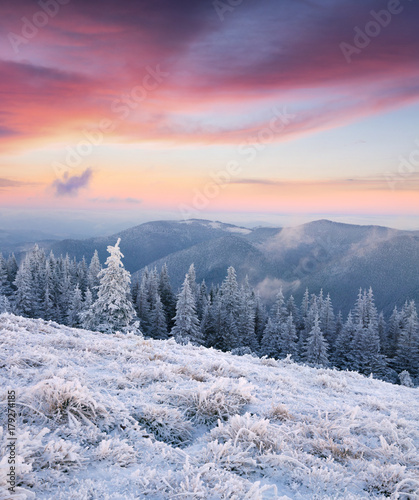 Magnificent winter sunrise in mountain forest with snow covered fir trees. © Andrew Mayovskyy