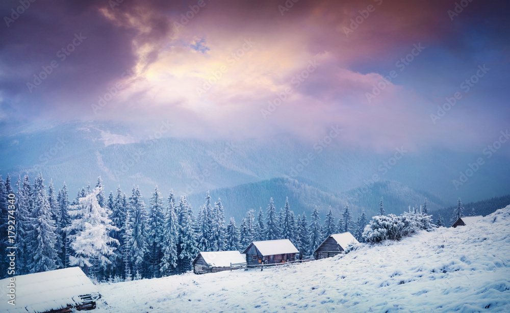 Incredible winter sunrise in Carpathian village snow covered fir trees