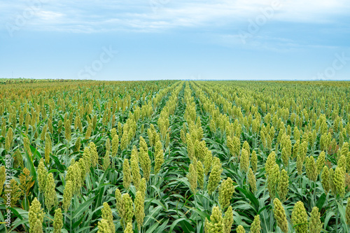 Selective soft focus of Sorghum field in sun light