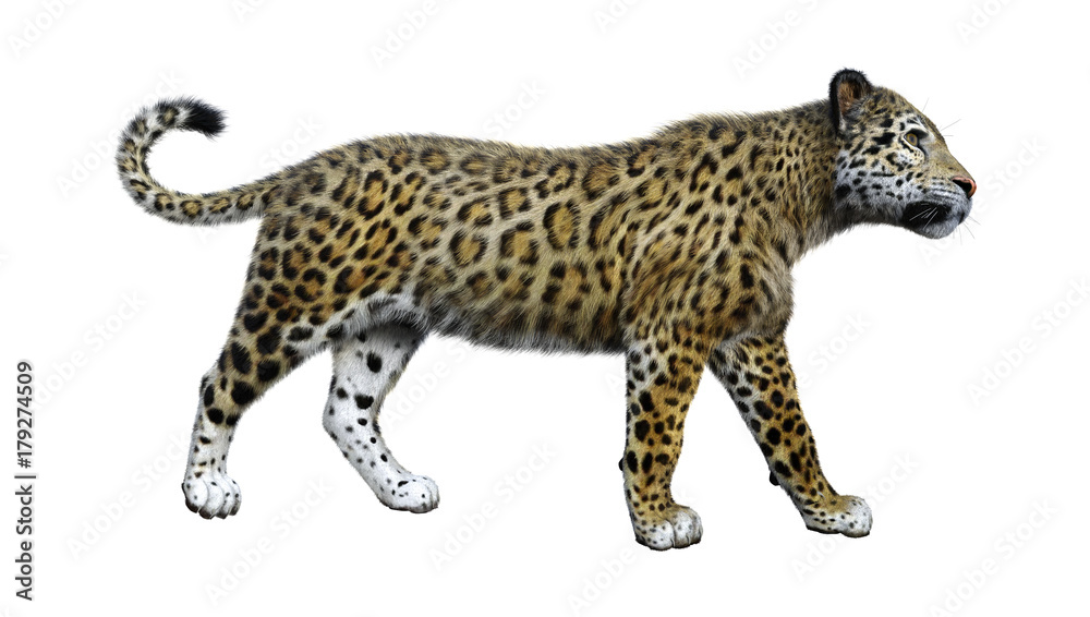 3D Rendering Big Cat Jaguar on White 3D Rendering Big Cat Jaguar on White