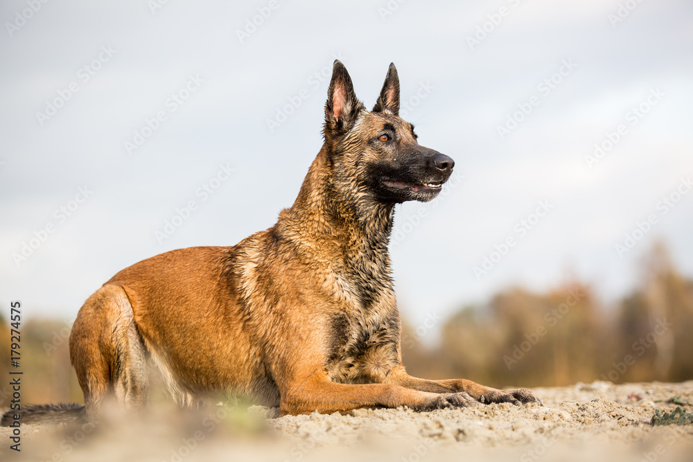 Ein nasser Malinois am Strand Ein nasser Malinois am Strand