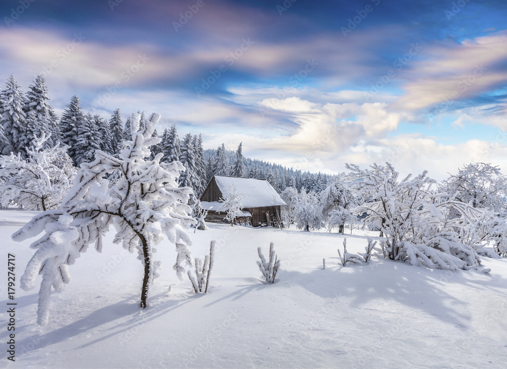 Sunny winter morning in Carpathianvillage with snow covered trees in garden. Sunny winter morning in Carpathianvillage with snow covered trees in garden.