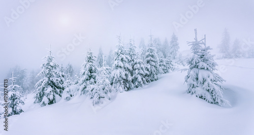 Foggy winter landscape in the forest. © Andrew Mayovskyy