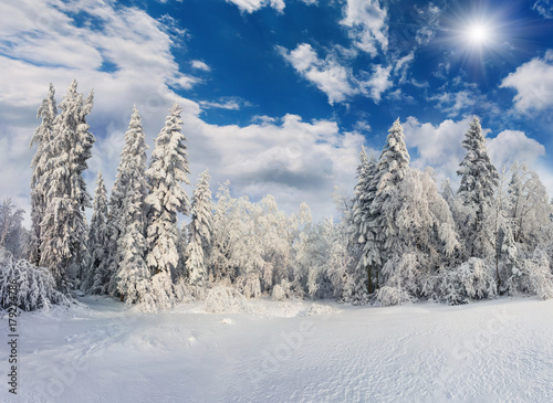 Beautiful winter landscape in the mountain forest