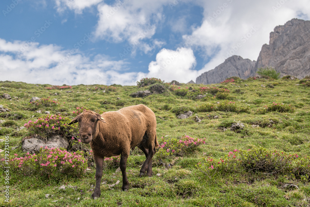 Fototapeta premium sheep in austrian alps