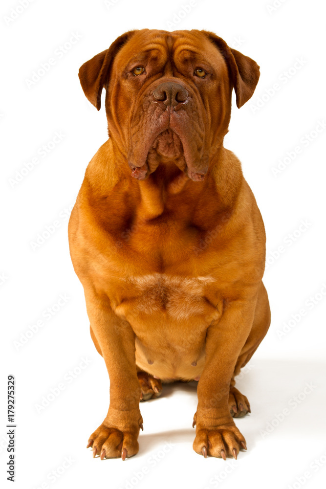 Bordeauxdog over a white background