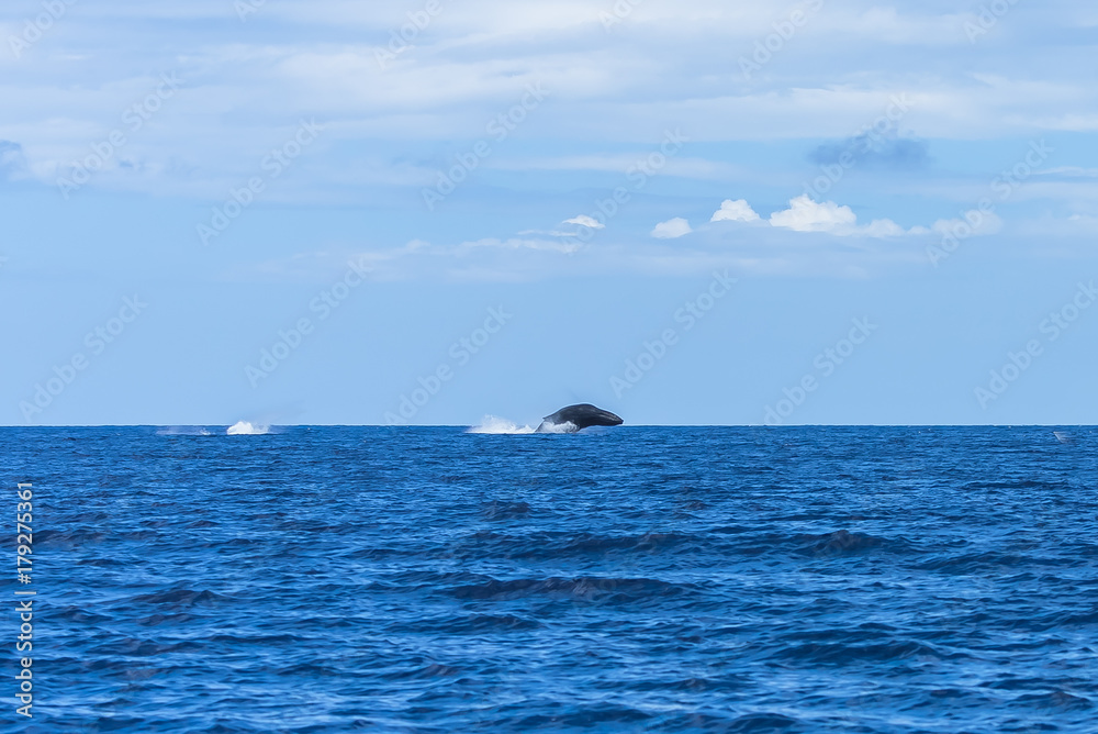Obraz premium Humpback whale jumping in the Pacific Ocean 
