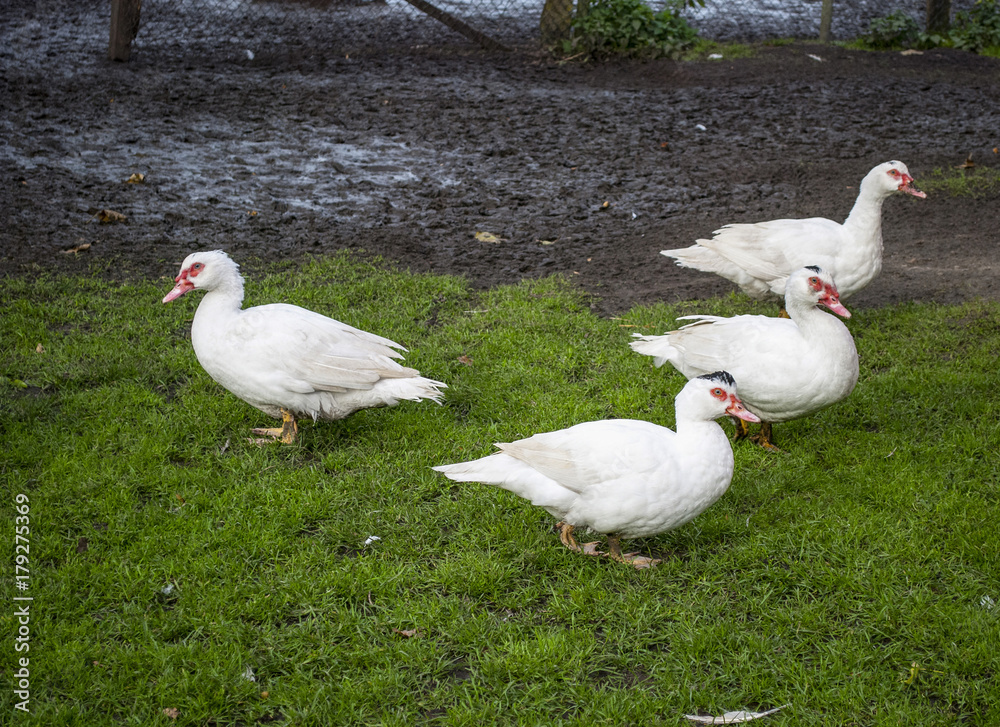 Gruppe von Barbarie-Enten sitzt auf Wiese im Herbst in Deutschland, Geflügelzucht Gruppe von Barbarie-Enten sitzt auf Wiese im Herbst in Deutschland, Geflügelzucht