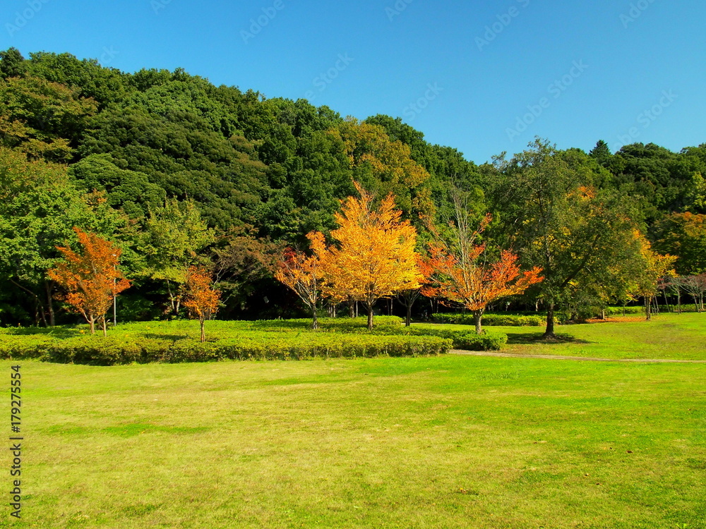 紅葉の公園風景
