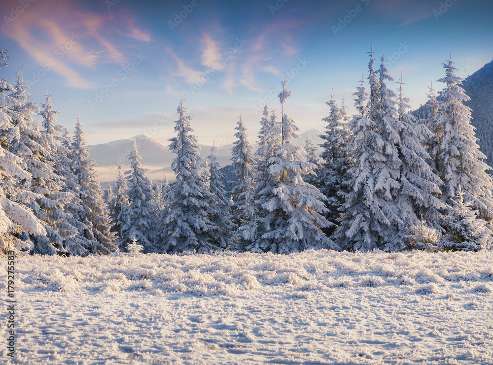 Fantastic winter sunrise in Carpathian mountains with snow covered fir trees. Fantastic winter sunrise in Carpathian mountains with snow covered fir trees.